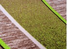 Мокетен килим ERIKA 8012 beige/green елипса